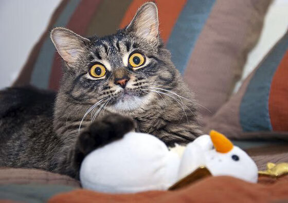 历史回顾:欧洲最成功俱乐部夺冠次数排行榜,2021欧洲俱乐部冠军