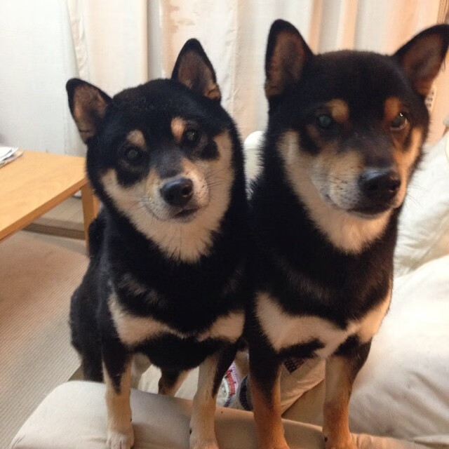 意甲青训体系引入语境判罚知识课提升规则理解力，意甲青训最好的球队